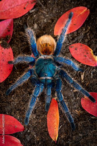 Green bottle blue tarantula chromatopelma cyaneopubescens photo