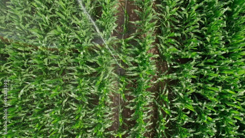 Irrigation of semi-cultivated crops. Corn watering system. Irrigation of semi-cultivated crops. Corn watering system.