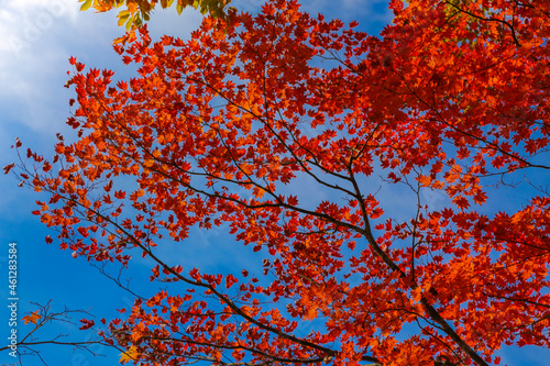 autumn leaves against blue sky