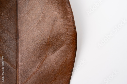 Brown dry magnolia leaf on a white background