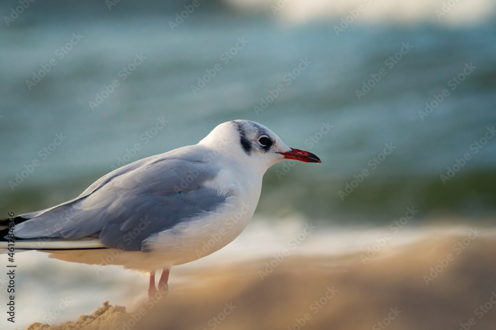 Fototapeta premium Chodząca mewa po bałtyckiej plaży.