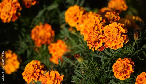 Tagetes flowers, blooming marigolds, Tagetes patula flowers background. photo