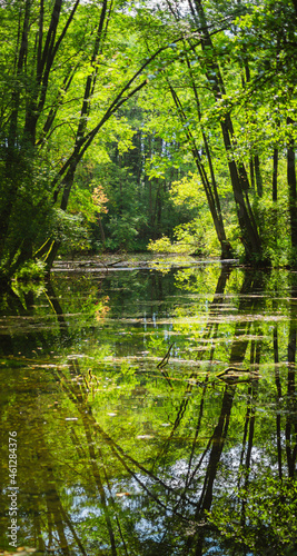 Spokojna rzeka w zielonym lesie. © Szczepan Buśko