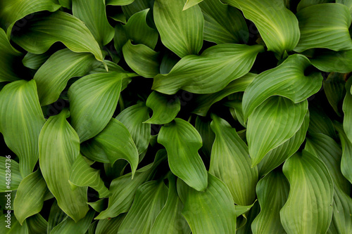 modern fresh green leaves wallpaper