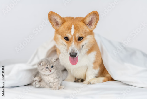Adult Pembroke Welsh Corgi dog and gray kitten sit together under warm blanket on a bed at home