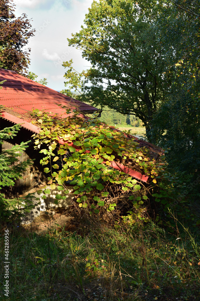 A house among trees, barely visible among the bushes on a sunny summer day. Summer. Day.