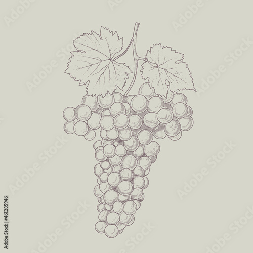 Grape wine, grapes and vines - vector engraved illustration. Vintage bunch of grapes