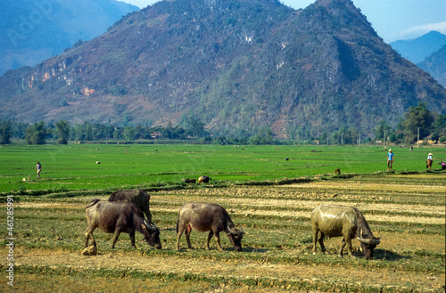Eingescanntes Diapositiv einer historischen Farbaufnahme von Reisfeldern in Vietnam © Frank Wagner