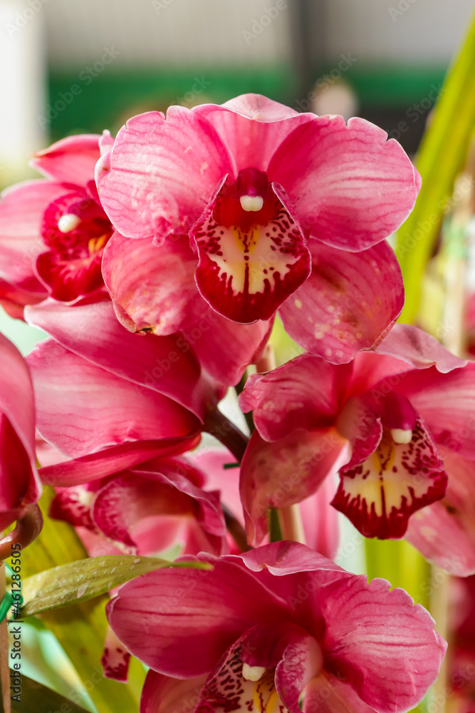 Obraz premium Cymbidium orchid flower with center focus and rest of image blurred