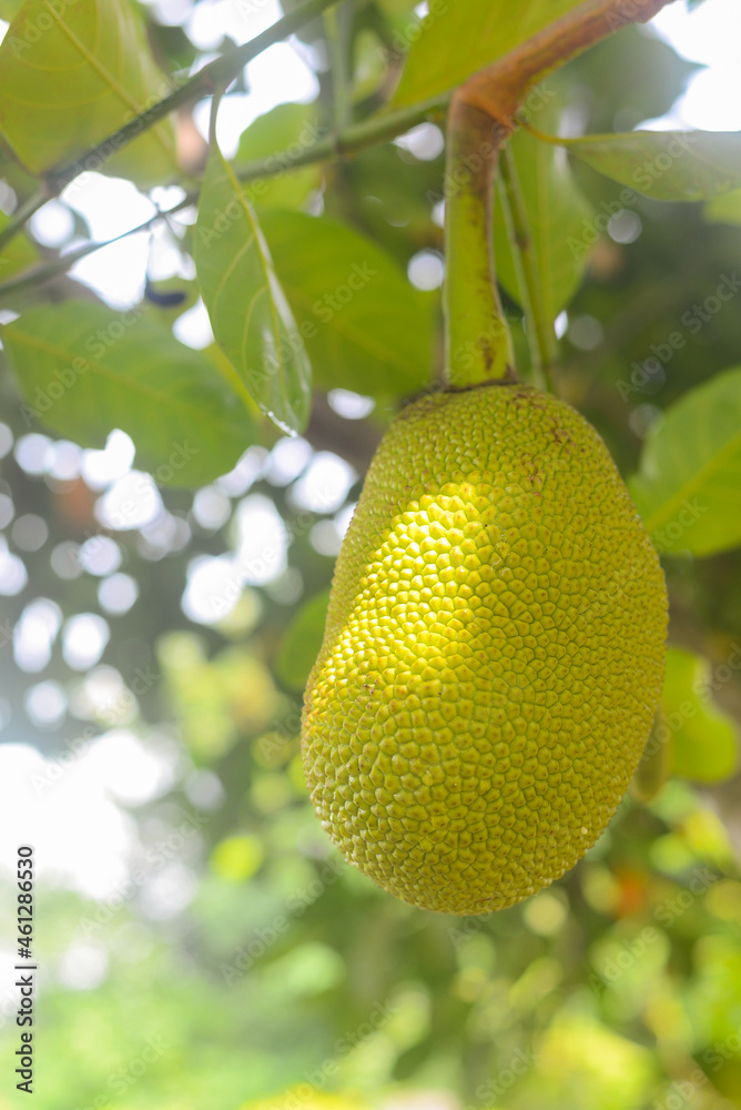 Jackfruit grows on trees in the garden. on a blurry natural background. Jackfruit grows on trees in the garden. on a blurry natural background.