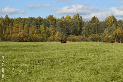 bull in the field © Alena