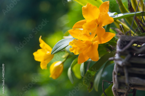 The yellow Cattleya orchid is blooming on trees in the garden. on a blurry natural background.