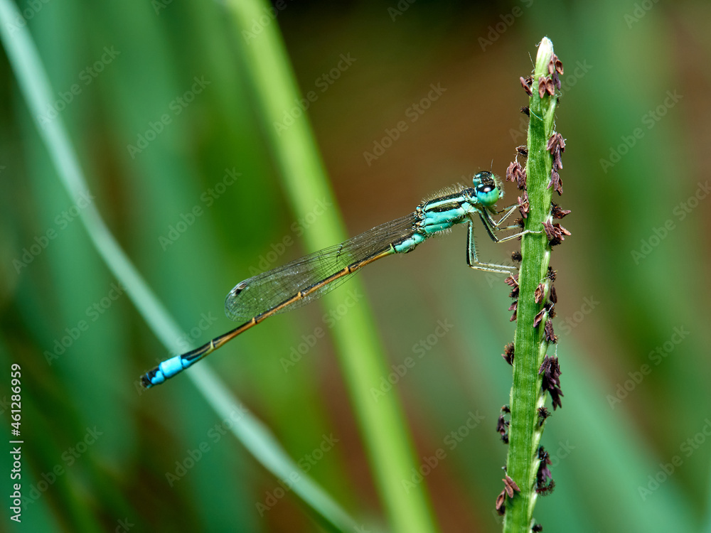 Damselfly in a natural environment. Ischnura graellsii. Damselfly in a natural environment. Ischnura graellsii.