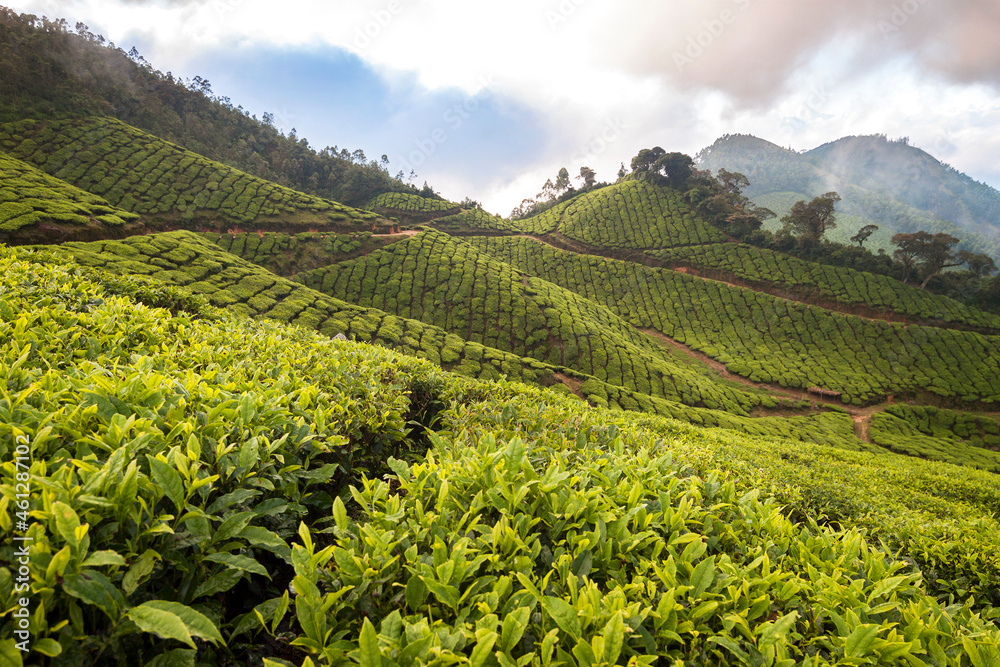 Hills with covered by tea fields/plantation in Munar, Kerala, India