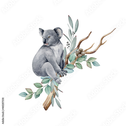 Koala animal watercolor illustration. Grey wild australia endemic furry bear with eucalyptus leaves. Cute koala bear on eucalyptus branch. Native Australia symbol animal element. White background