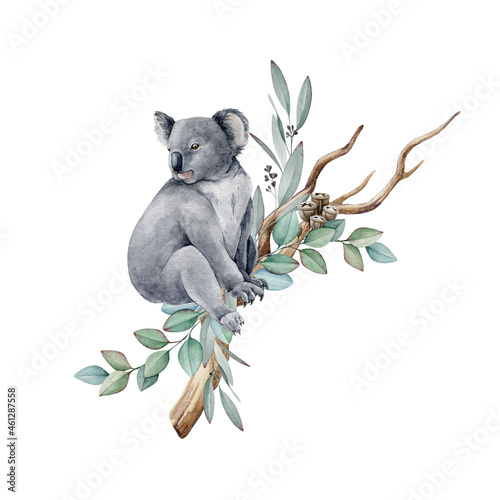 Photography Koala animal watercolor illustration