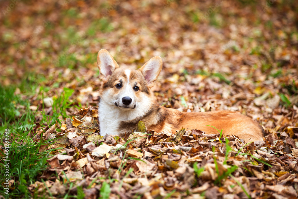a young corgi dog walks with its owner in an autumn park