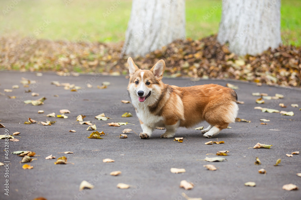 a young corgi dog walks with its owner in an autumn park