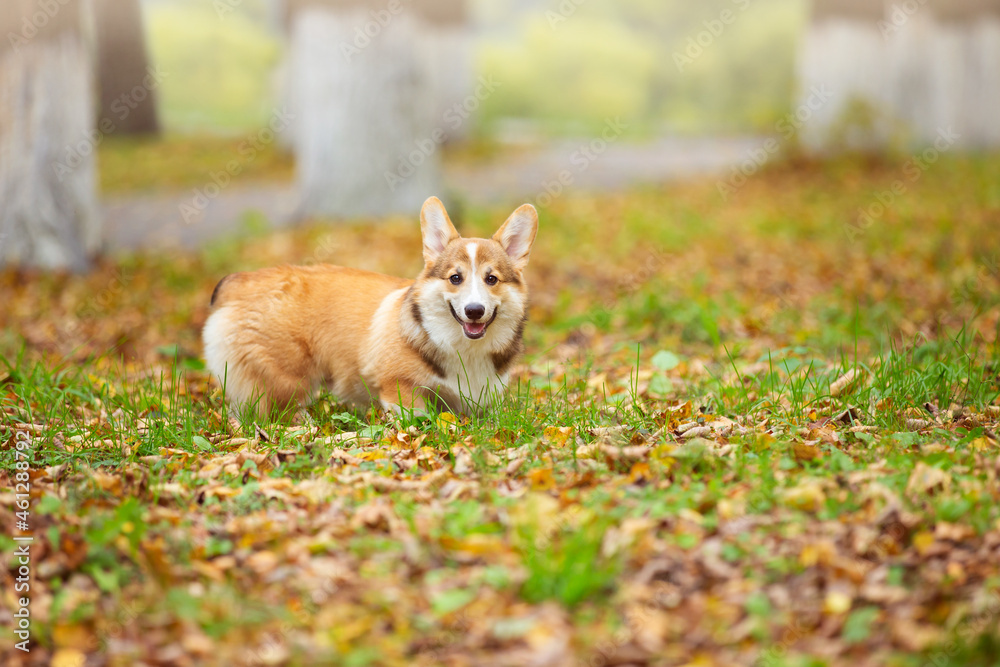 a young corgi dog walks with its owner in an autumn park