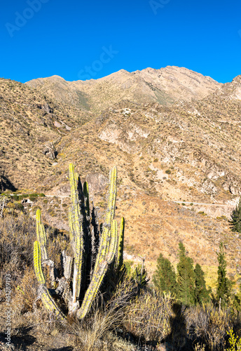 Cactus at Huambo near the Colca Canyon in Peru © Leonid Andronov