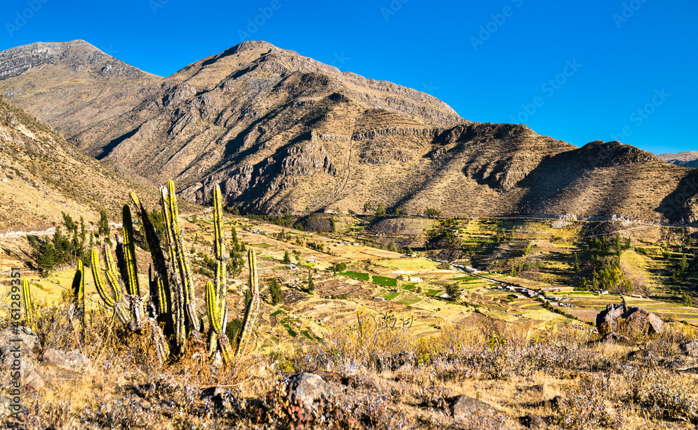 Cactus and terraces at Huambo near the Colca Canyon in Peru Cactus and terraces at Huambo near the Colca Canyon in Peru