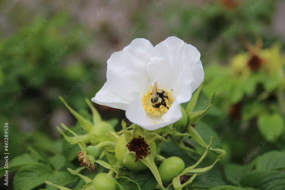 bee on a white flower, collecting pollen bee on a white flower, collecting pollen