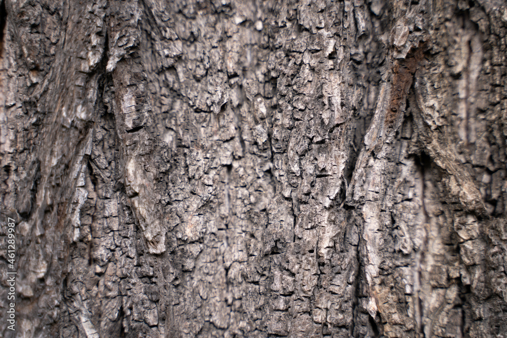 Brown tree bark texture close up background Brown tree bark texture close up background