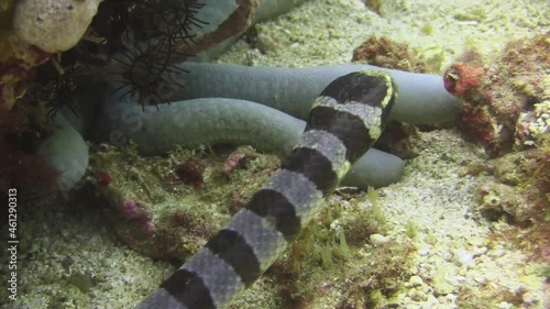 large banded sea krait scanning coral reef for prey, gliding over sandy bottom, close-up of snake head and middle body part photo