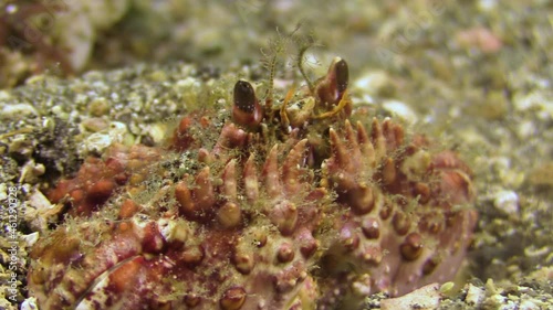 close-up of box crab half hidden in sand, stalk eyes and claws sticking out, funny eye movements, tooth-like extensions on claws  visible, use of claws and smaller legs to cover body with sand photo