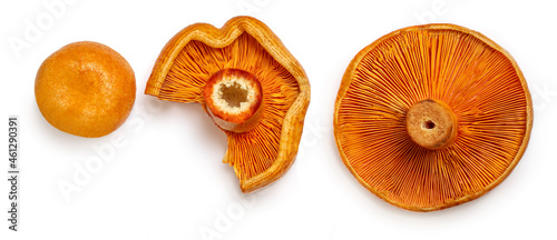 Red pine mushrooms isolated  on white background. Top view.  Flat lay. photo