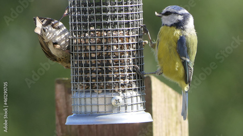 Blue Tit feeding from a Tube peanut seed Feeder on a bird table UK