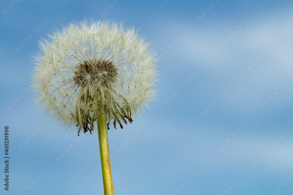 Fluffy dandelion on blue sky background, selective focus, copy space.