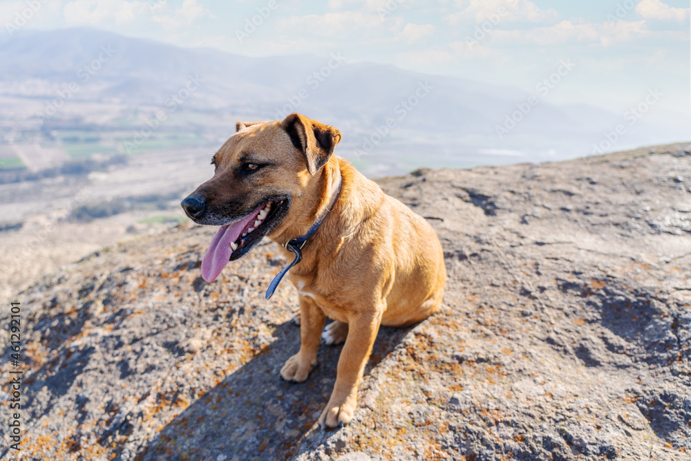 happy dog on the mountain at sunset happy dog on the mountain at sunset