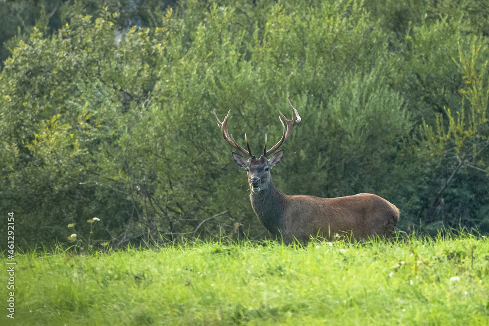 The Red Deer (Cervus elaphus) stag during the rutting season. The Bieszczady Mts, carpathians, Poland.