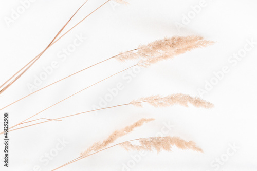 Dry branches of pampas grass on a white background close-up. Beautiful flowers of beige reeds in a minimal composition. Popular boho style.