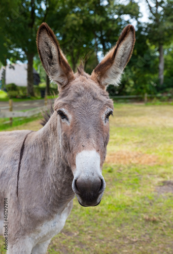 donkey closeup with green field as background