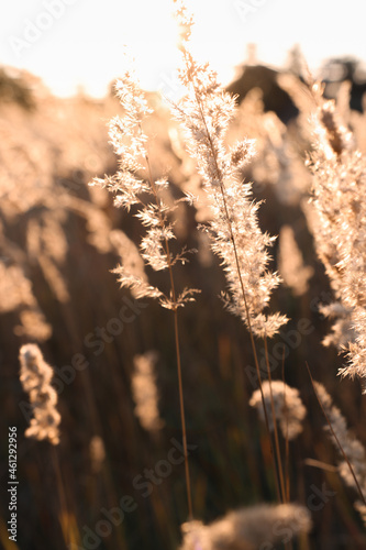 Dry grass in an open area close-up with the rays of the sun. Autumn background with natural elements and blurred reed flowers.
