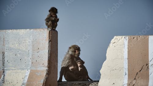 Monkeys in Al hada Mountain, Taif, Saudia Arabia photo