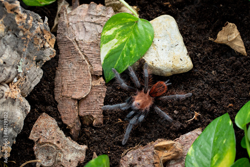 Brachypelma kahlenbergi tarantula after molt photo