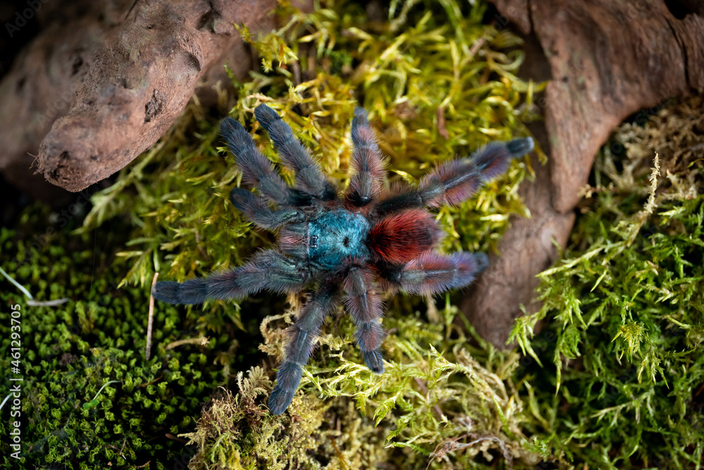 Martinique pinktoe tarantula Caribena versicolor Stock Photo Adobe Stock