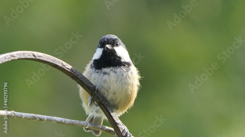 Coal Tit sitting on a gate in a wood in UK