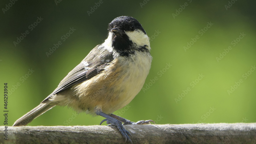 Coal Tit sitting on a gate in a wood in UK Coal Tit sitting on a gate in a wood in UK
