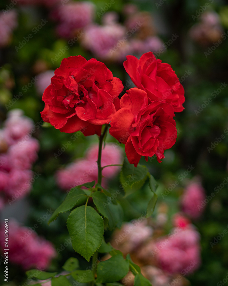 red roses in garden