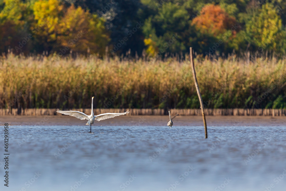 Great egret fishing on the lake.