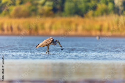 Gray heron fishing on the lake.