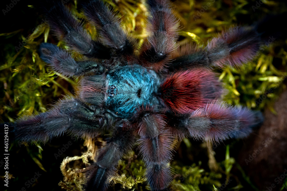 Martinique pinktoe tarantula Caribena versicolor Stock Photo Adobe Stock