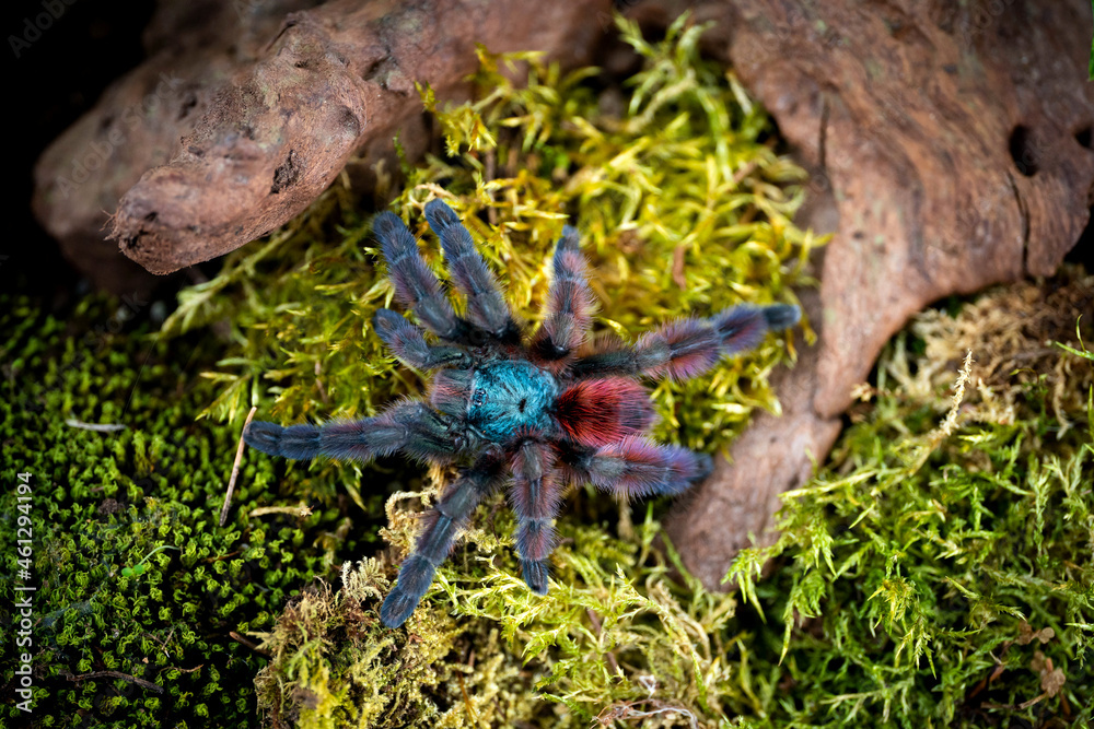 Martinique pinktoe tarantula Caribena versicolor Stock Photo Adobe Stock