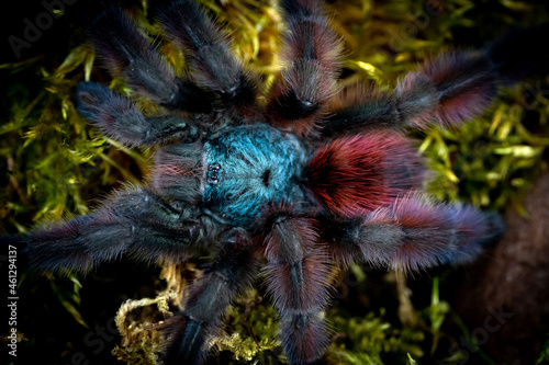 Martinique pinktoe tarantula Caribena versicolor photo