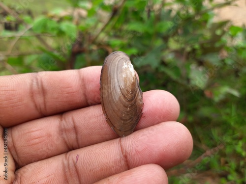 Unio pictorum shell. Unio pictorum or painter's mussel is a species of medium sized freshwater mussel. These an aquatic bivalve mollusk in the family Unionidae, the river mussels. 