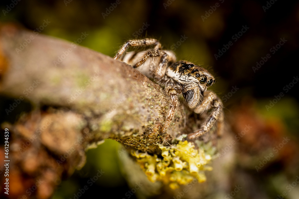 Obraz premium Zebra jumping spider salticus scenicus